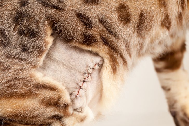 Luna's spay incision, healing cleanly