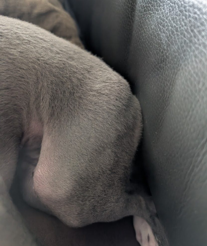 Zeke's swollen left hip